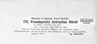 Image of Pseudopeziza astrantiae